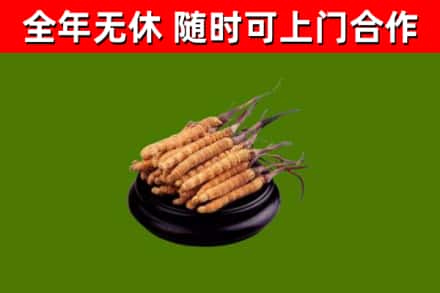 城北回收冬虫夏草