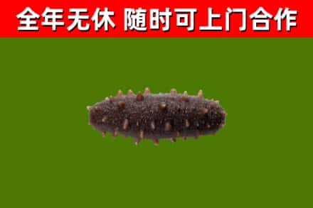 城北回收海参干